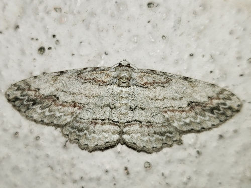 Cypress Looper
