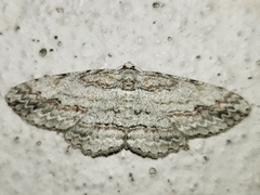 Iridopsis pergracilis