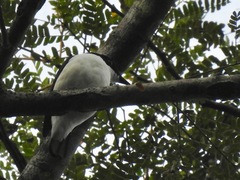 Megabyas flammulatus