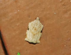 Meridemis