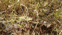 Amphibolurinae