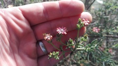 Delosperma multiflorum