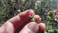 Delosperma multiflorum