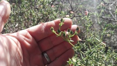 Delosperma multiflorum