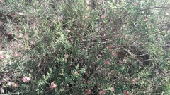 Delosperma multiflorum