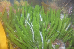 Caulerpa brownii