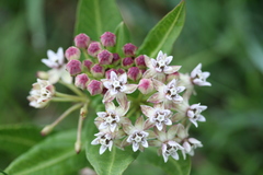 Asclepias pratensis