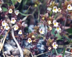 Euphrasia wettsteinii
