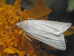Udea rhododendronalis