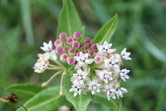 Asclepias pratensis