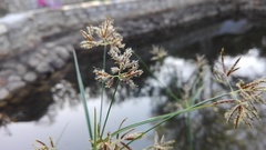 Cyperus longus tenuiflorus