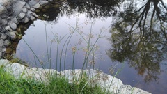 Cyperus longus tenuiflorus