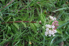 Asclepias pratensis