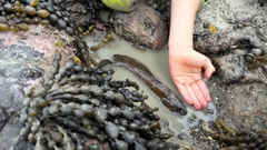 Acanthoclinus marilynae