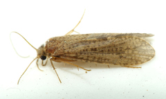 Ecnomidae