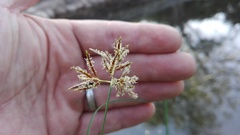 Cyperus longus tenuiflorus