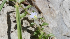 Lobelia thermalis