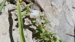 Lobelia thermalis