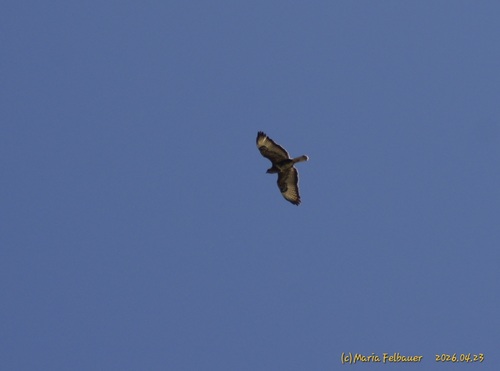 Common Buzzard