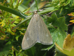 Udea uliginosalis