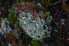 Cladonia polydactyla