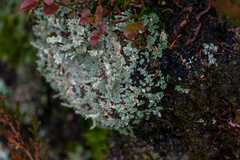 Cladonia polydactyla
