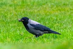 Corvus cornix