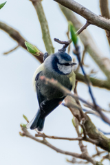 Cyanistes caeruleus