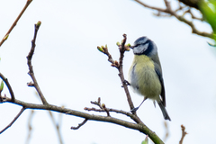 Cyanistes caeruleus