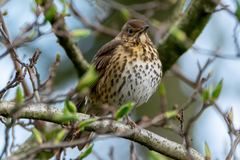 Turdus philomelos