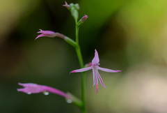 Radinosiphon leptostachya