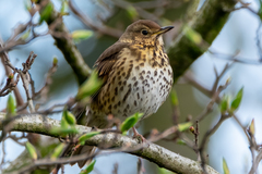 Turdus philomelos
