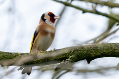 Carduelis carduelis