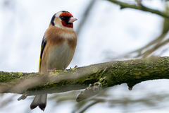 Carduelis carduelis