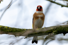 Carduelis carduelis