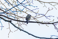Parus major