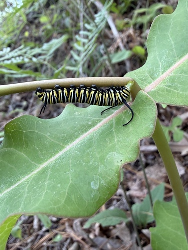 Monarch photographed in Alabama