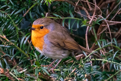 Erithacus rubecula