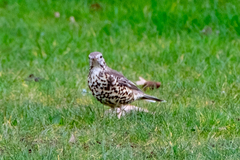 Turdus viscivorus