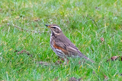 Turdus iliacus