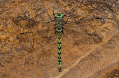 Pinheyschna subpupillata