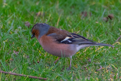 Fringilla coelebs