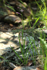 Radinosiphon leptostachya