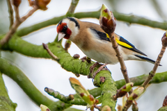 Carduelis carduelis
