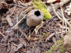 Urnula