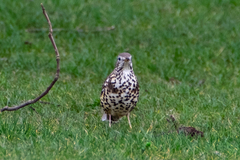 Turdus viscivorus