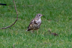 Turdus viscivorus