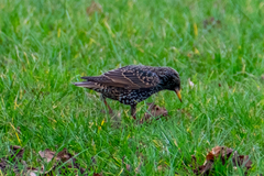 Sturnus vulgaris