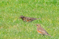 Turdus iliacus