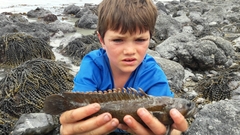 Acanthoclinus marilynae